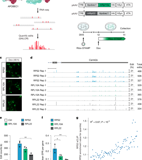  Single-cell and isoform-specific translational profiling of the mouse brain
