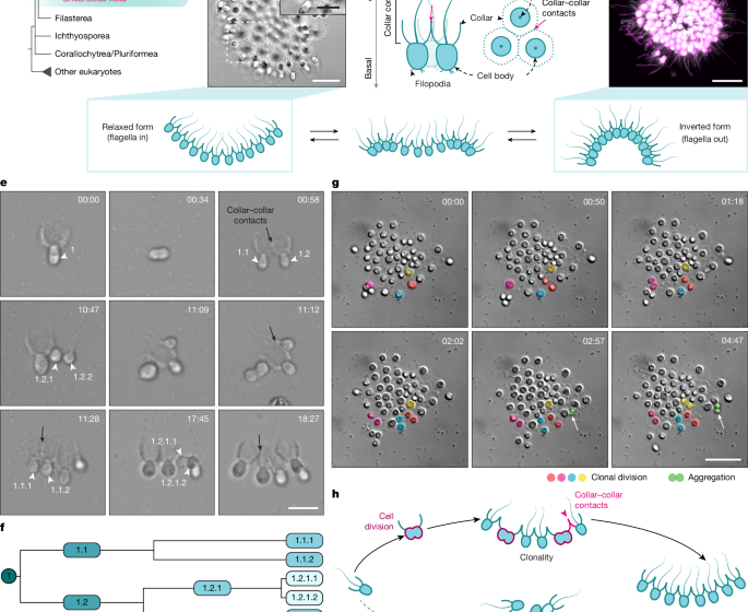  Clonal-aggregative multicellularity tuned by salinity in a choanoflagellate
