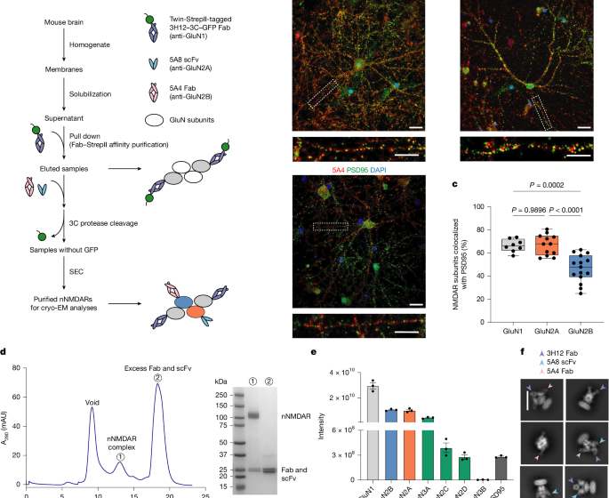  Conformational diversity and fully opening mechanism of native NMDA receptor