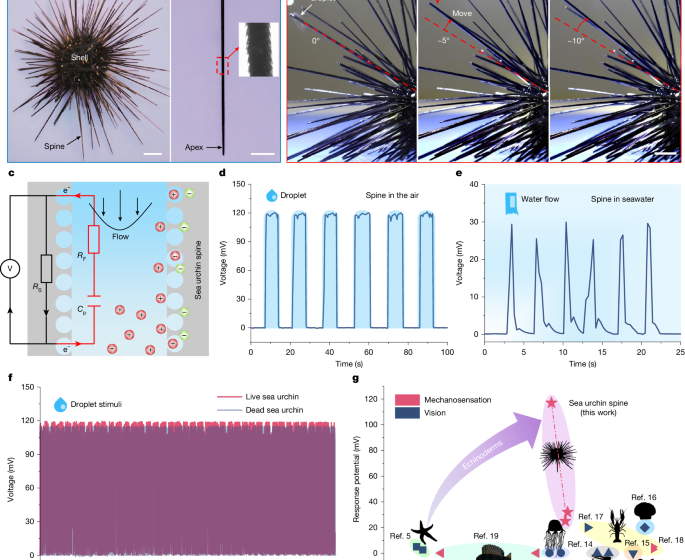  Echinoderm stereom gradient structures enable mechanoelectrical perception