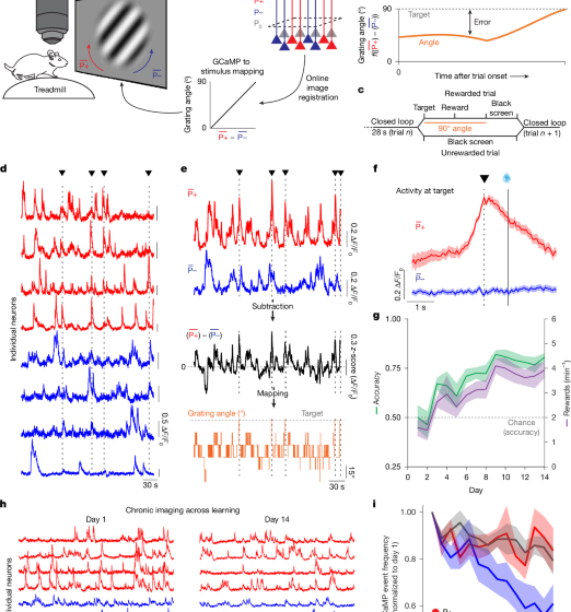 Vectorized instructive signals in cortical dendrites