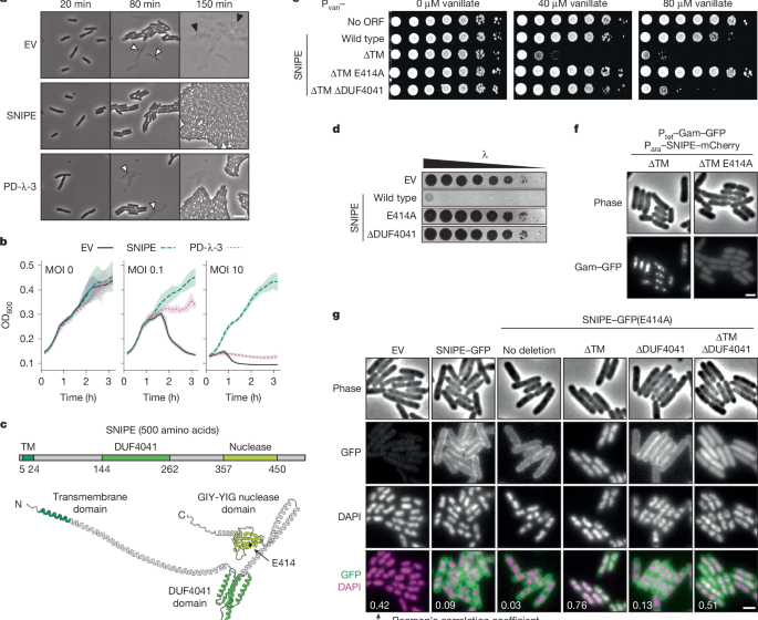  A membrane-bound nuclease directly cleaves phage DNA during genome injection