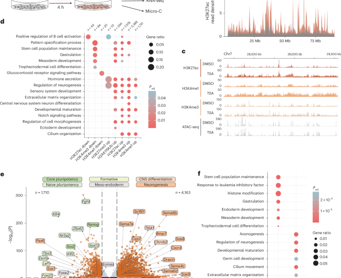  Transient histone deacetylase inhibition induces cellular memory of gene expression and 3D genome folding