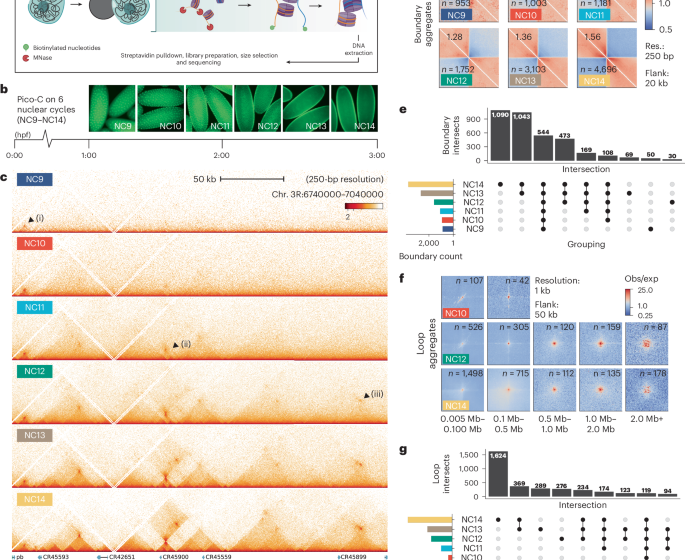  Three-dimensional genome reorganization foreshadows zygotic genome activation in Drosophila