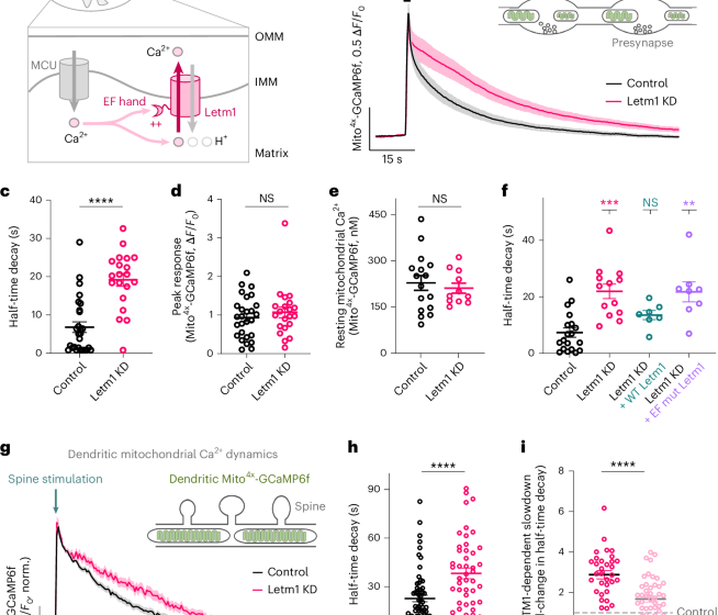  Mitochondrial Ca2+ efflux controls neuronal metabolism and long-term memory across species