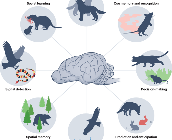  Predator–prey interactions as drivers of cognitive evolution