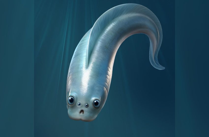  Our adorable, noodle-like ancestor had 4 eyes, half-a-billion-year-old fossils reveal