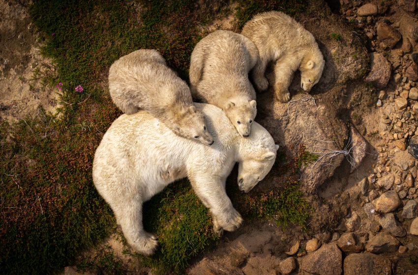  Grim photo captures polar bear mom and cubs resting in mud in summer heat