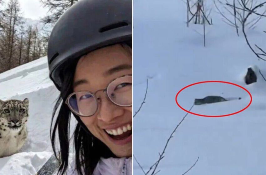  Tourists smiles in selfie with snow leopard seconds before being brutally mauled – World News – News