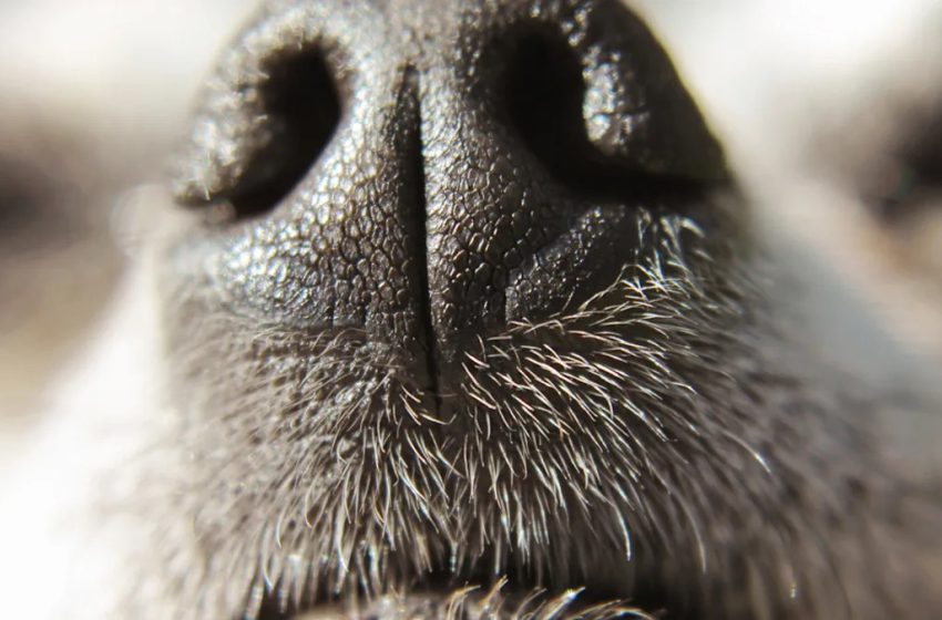  Tiny Long-Haired Chihuahua in Pink Sweater Deemed ‘Cutest Dog on the Planet’ by Adoring Fans