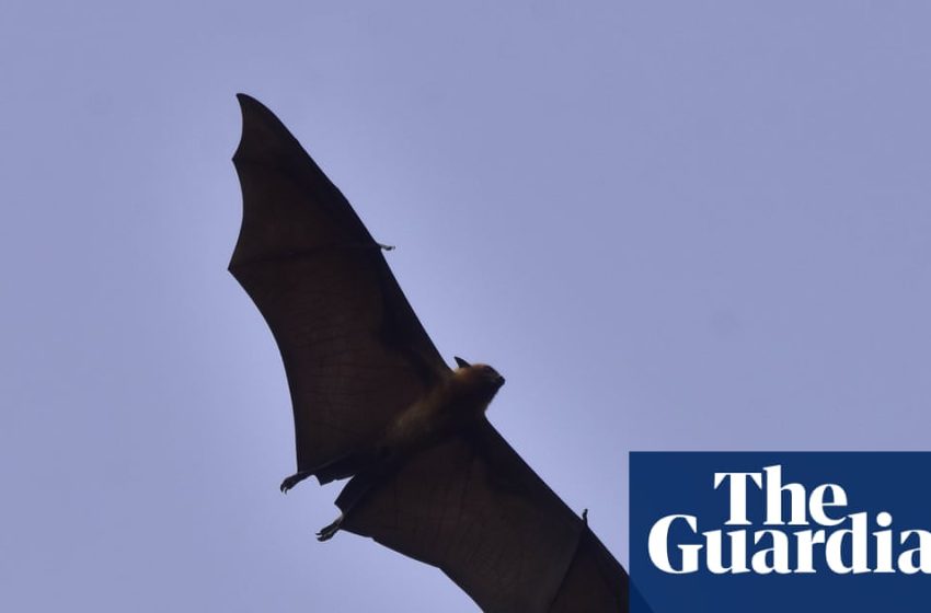  One person dead from Nipah virus in Bangladesh, WHO says | Bangladesh