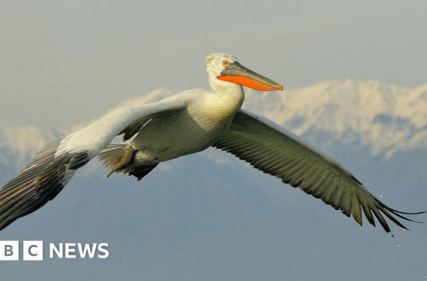  Dalmatian pelican could be reintroduced to British wetlands