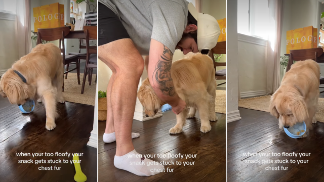  Golden Retriever’s Floof Gets in the Way of His Snacking in Adorable Video