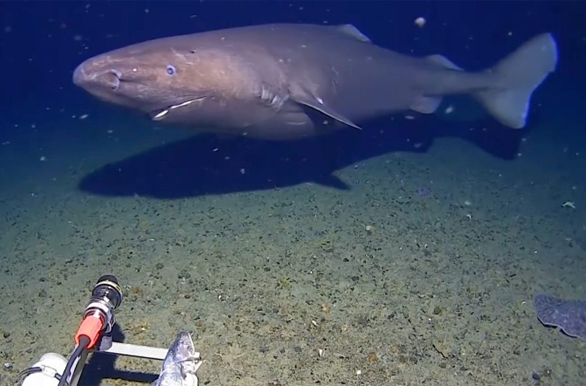  Underwater camera films shark in Antarctic Ocean, thought to be a world first