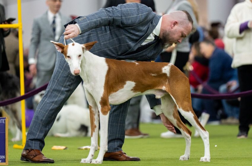 7 dogs competing for Westminster’s show big prize
