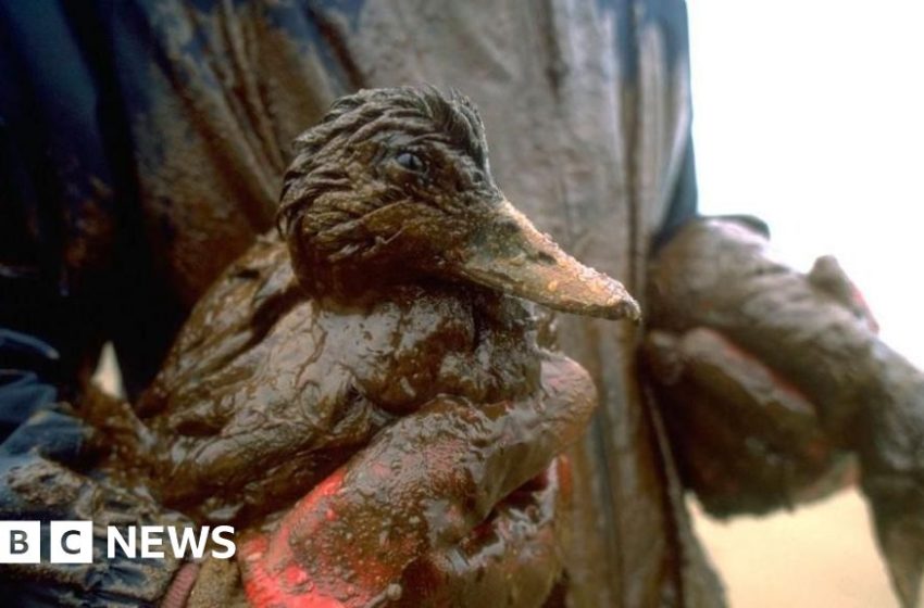  Red eyes and black beaches: How one of the worst environmental disasters left its mark – BBC