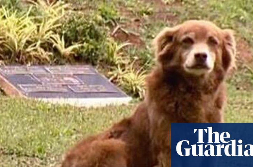  São Paulo names new law after dog that stayed by owner’s grave for 10 years | Brazil