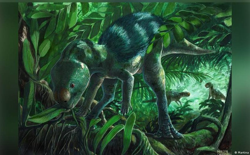  Tiny dinosaur fossil could provide evolutionary clues: study