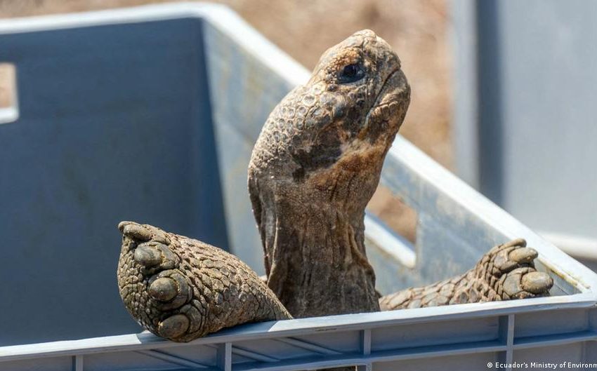  Giant tortoises reintroduced to a Galapagos island