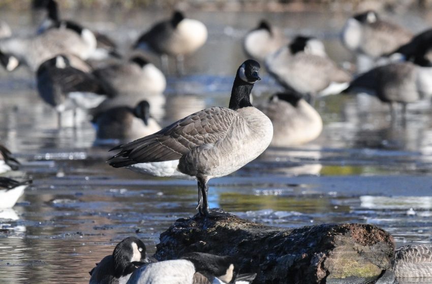  Are there dead geese in your neighborhood? Where mass casualties have been be reported in N.J. and what to do.