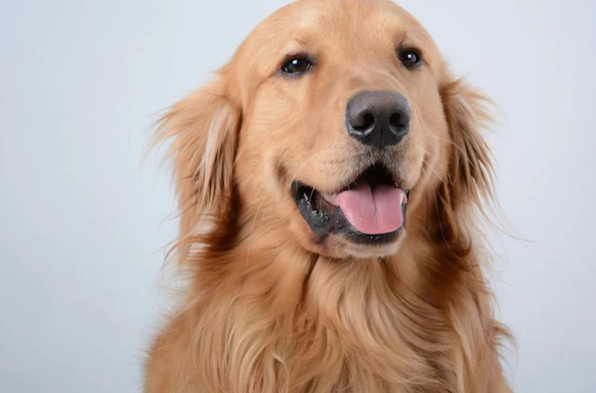  Golden Retriever Is the Ultimate Distinguished Gentleman After Trip to the Groomer