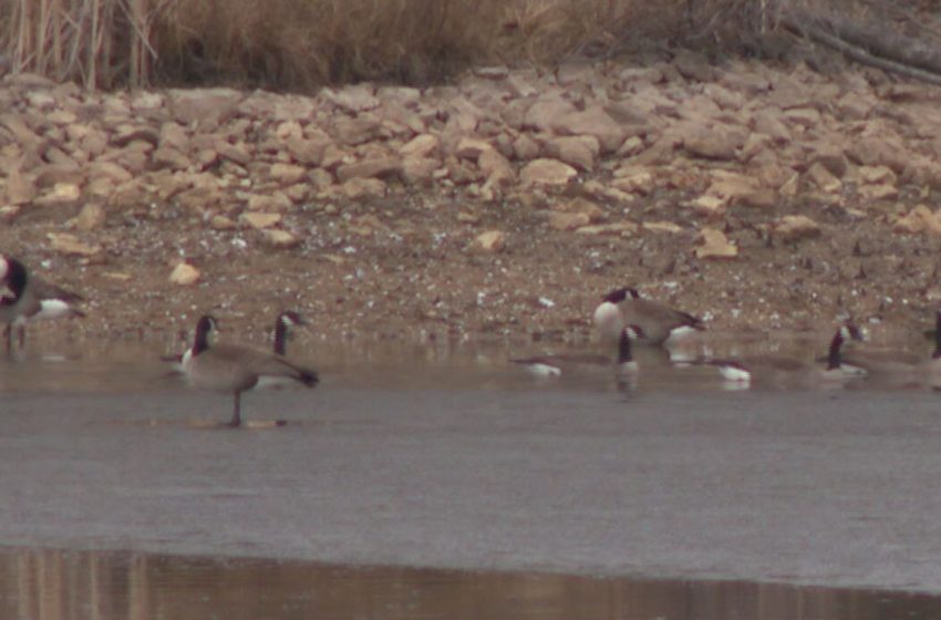  Multiple agencies respond as nearly 100 geese found dead in Brown County