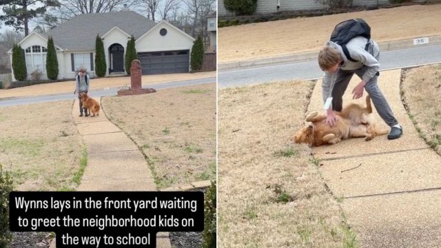  Golden Retriever Waits on Front Yard to Greet Neighborhood Kids