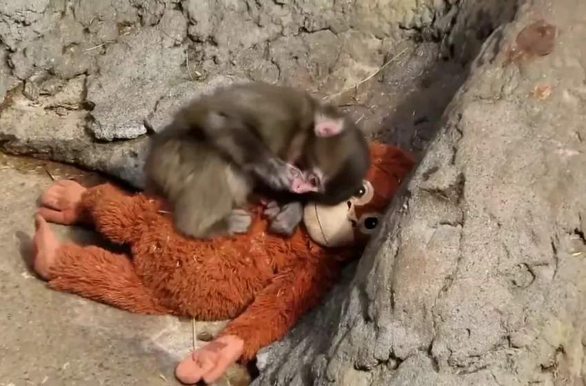  Punch the monkey dragged in heartbreaking video. See zoo’s response.