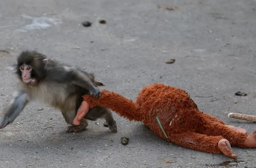  Meet Punch, the baby monkey that went viral. See why. – USA Today