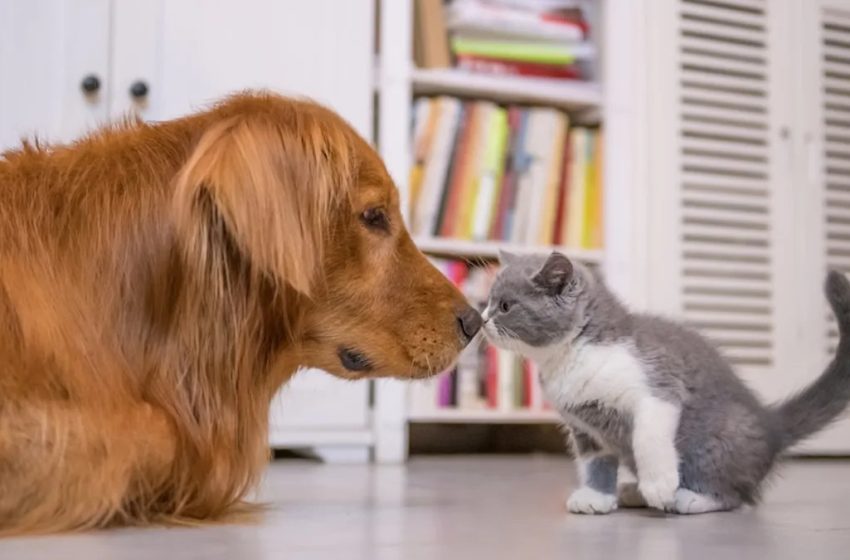  ‘Scaredy-Cat’ Golden Retriever ‘Bows Down’ to ‘Tiny’ Cat