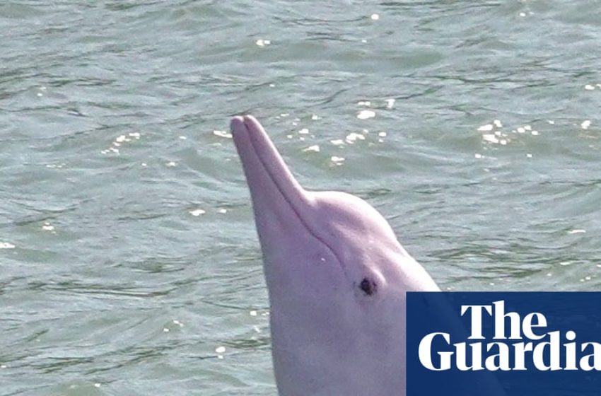  Toxic waste from screens ends up in endangered dolphins, study finds | Waste