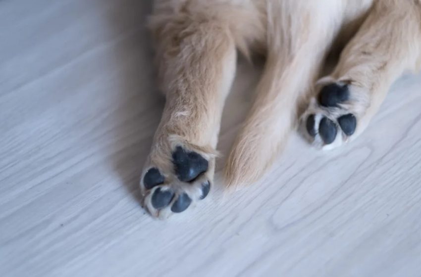 Golden Retriever Puppy Looks Like a ‘Real-Life Polar Bear’ and We Can’t Unsee It