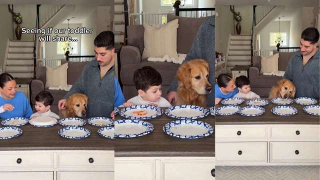  Golden Retriever Appears Surprised After Toddler Shares Food