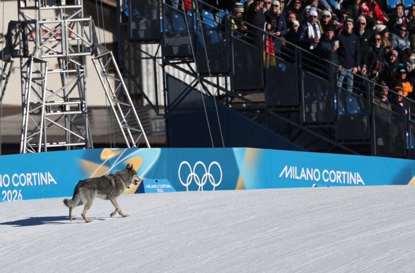  A gate-crashing dog steals the show at the Olympics : NPR
