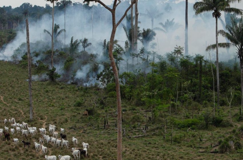  Beef, oil palm, and soy are killing forests in Brazil and the tropics