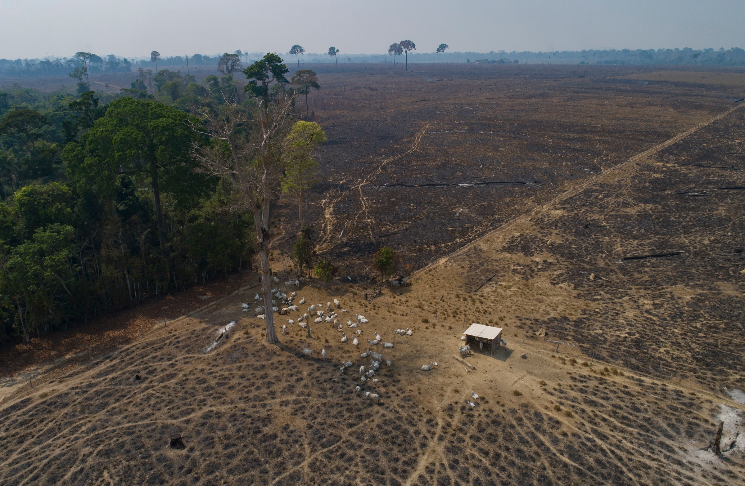 aerial view of a herd of cattle grazing