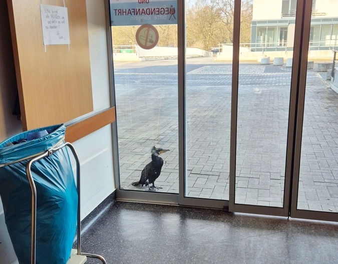  Injured by a fishing hook, this seabird knocked on the ER door for help