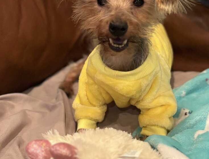  “Update on Apple the Yorkie – Dog Cruelty Victim – doing fantastic.”