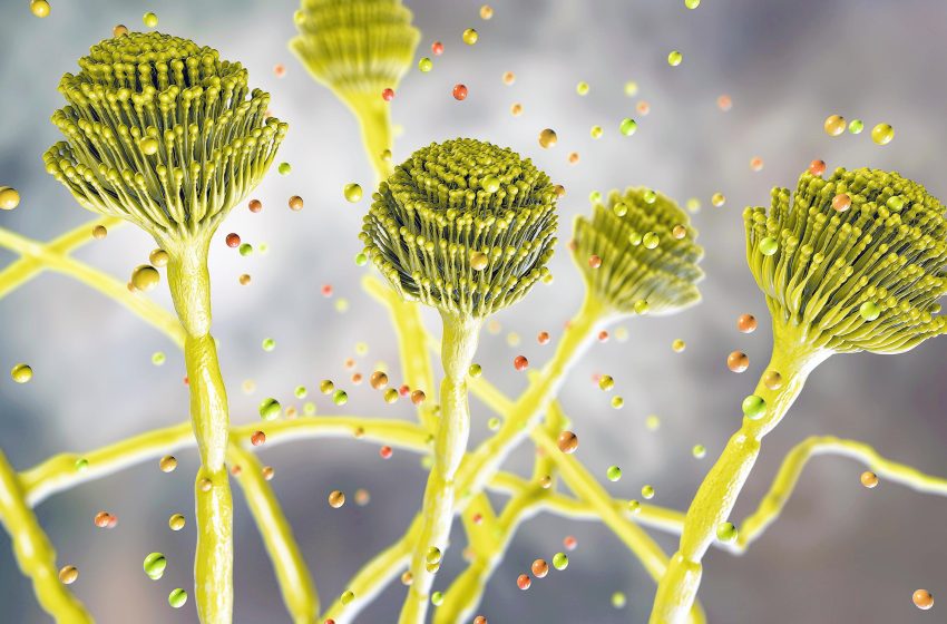  Fungus that can “eat you from the inside out” is spreading globally