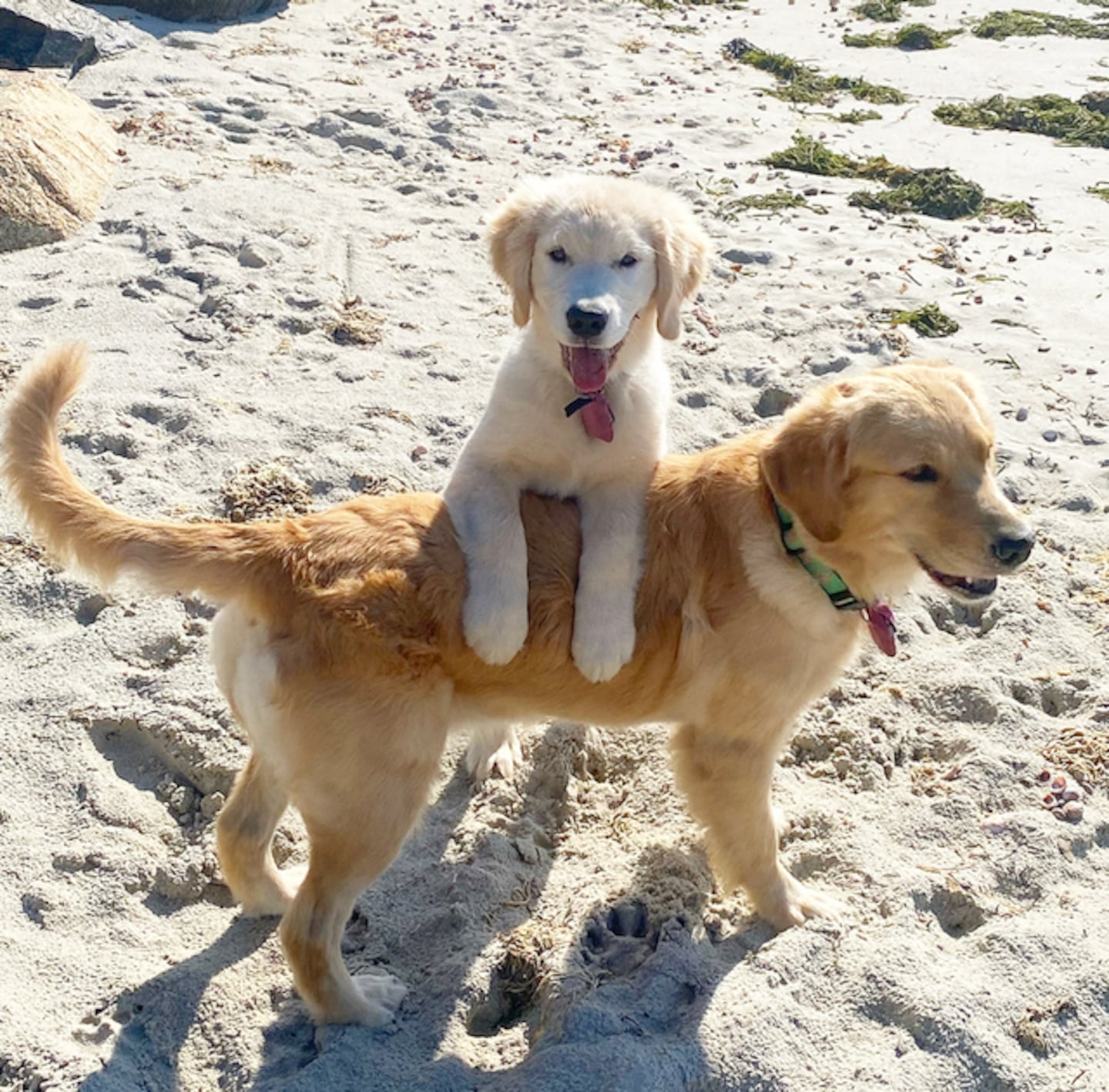 Mother-daughter golden retrievers Risky and Peach.