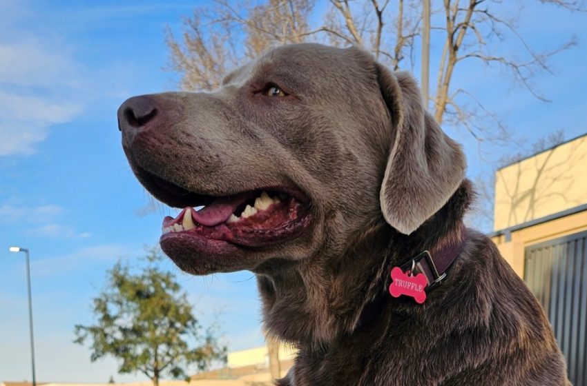  Now anyone can tap Ring doorbells to search for lost dogs