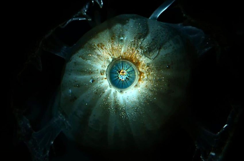  600 Million Years Ago, a “Cyclops” Lived with a Single Eye on Its Forehead, and Your Eyes Descend from It