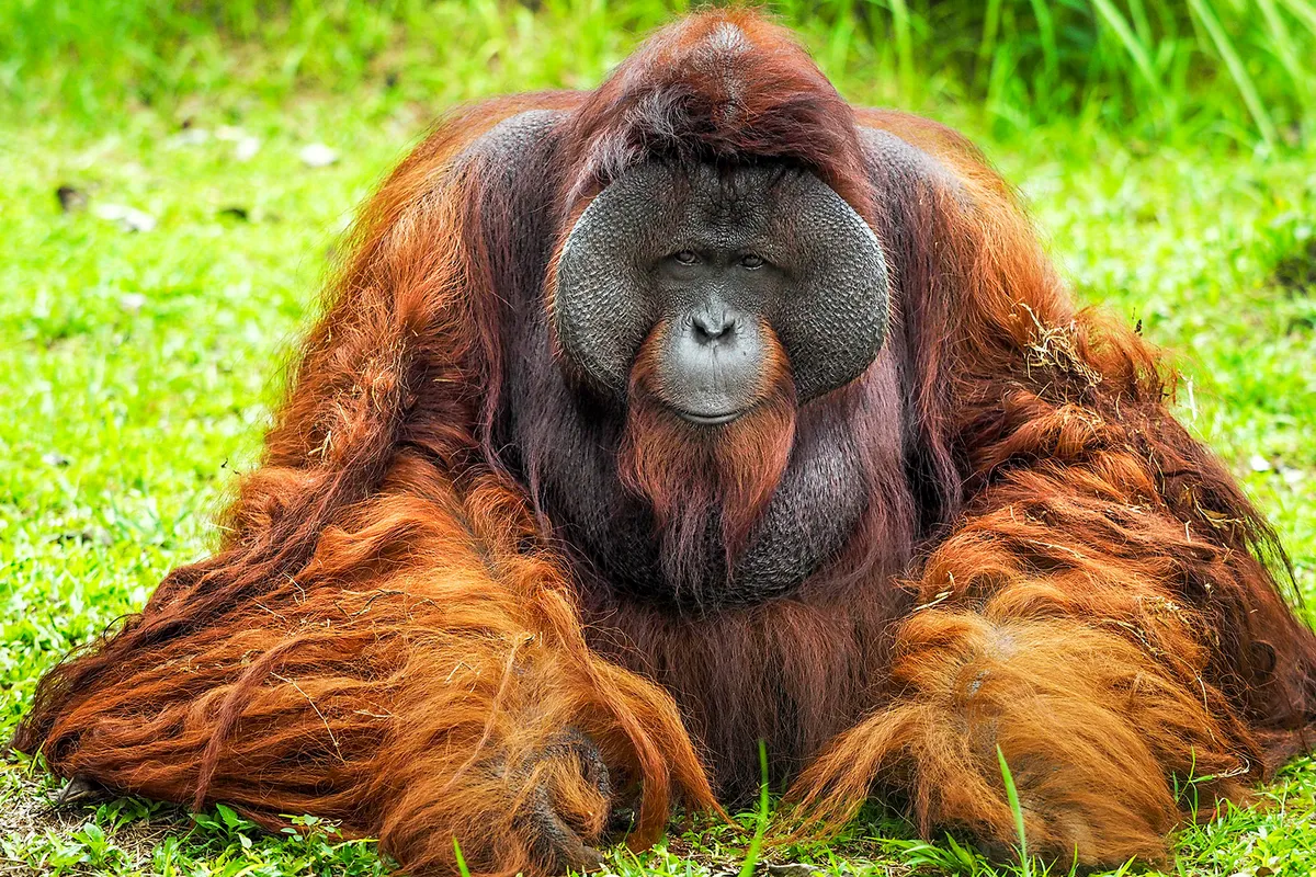 Male Bornean orangutan