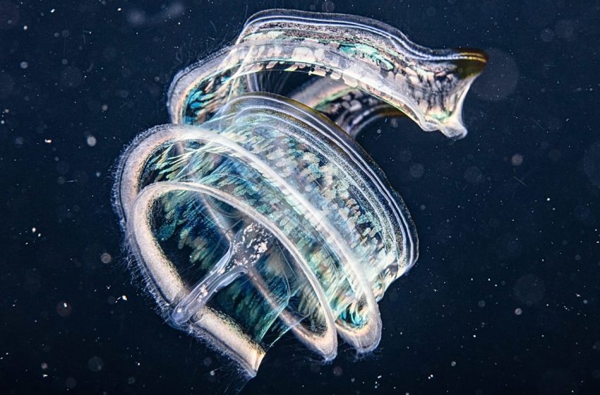  They’re older than dinosaurs, look a bit like aliens and eat almost anything they can find – and scientists just found them in Colombian waters