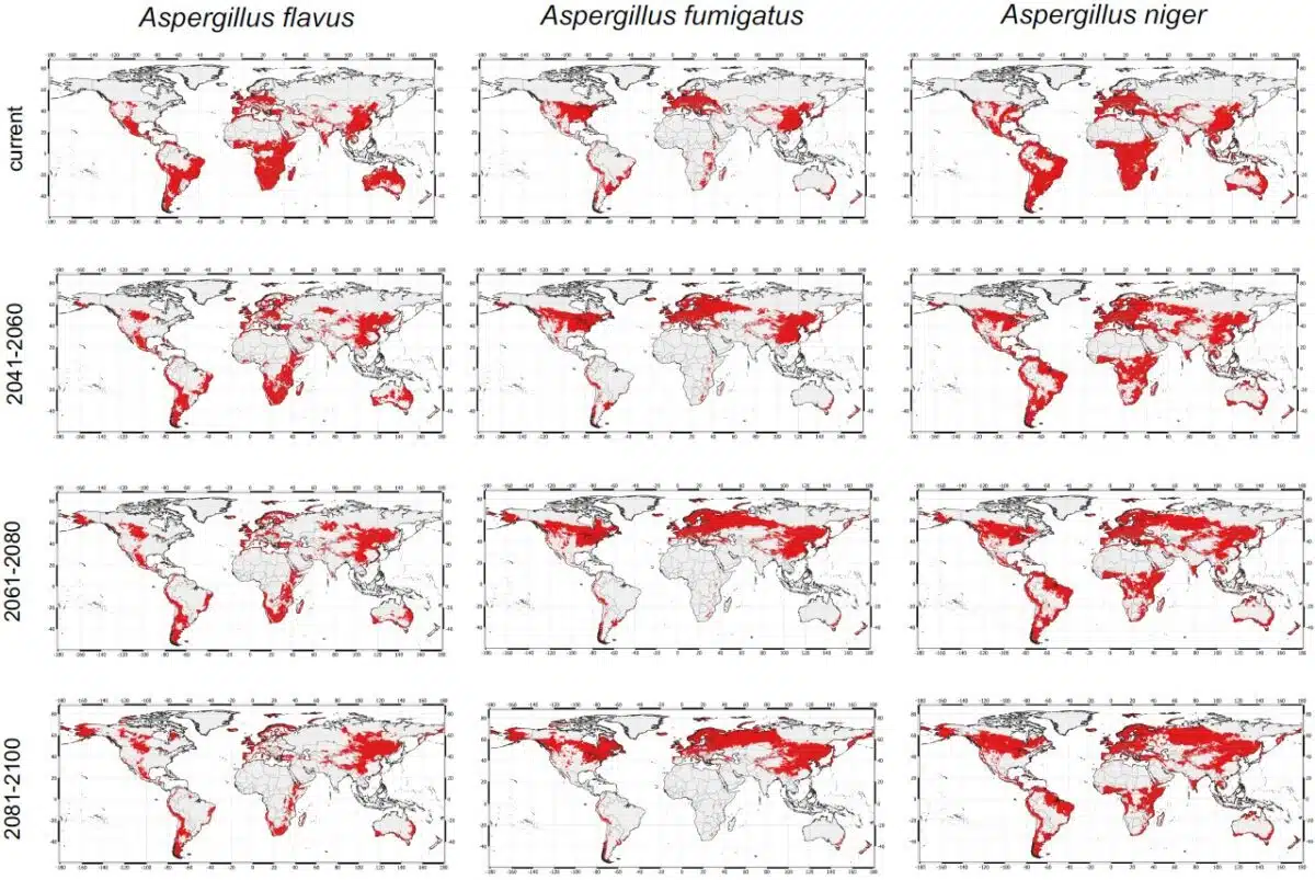 Climate Change Will Shift Distributions Of Aspergillus Species