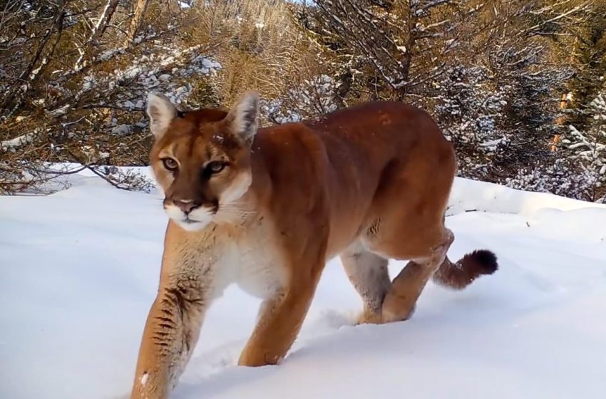  Remote cameras in Yellowstone capture cougars and wolves on the hunt. The footage reveals something important