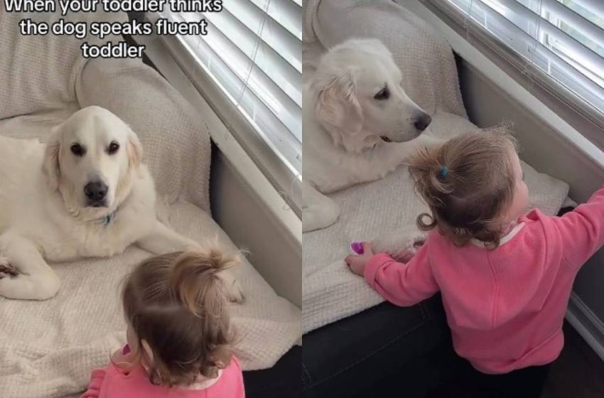  Video: Golden Retriever Possibly Understands Toddler Language