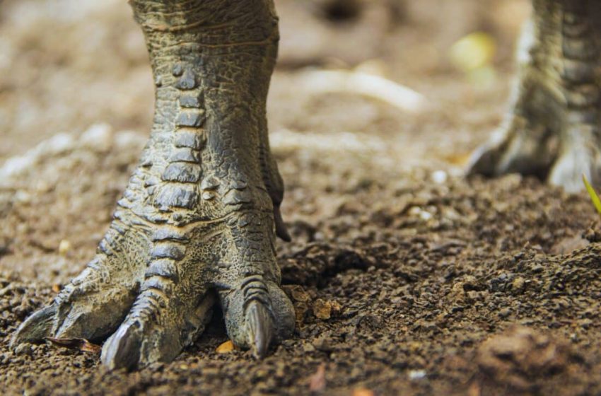  Dinosaurs Were Speed Demons, New Fossil Footprints Prove They Could Sprint Like Athletes!
