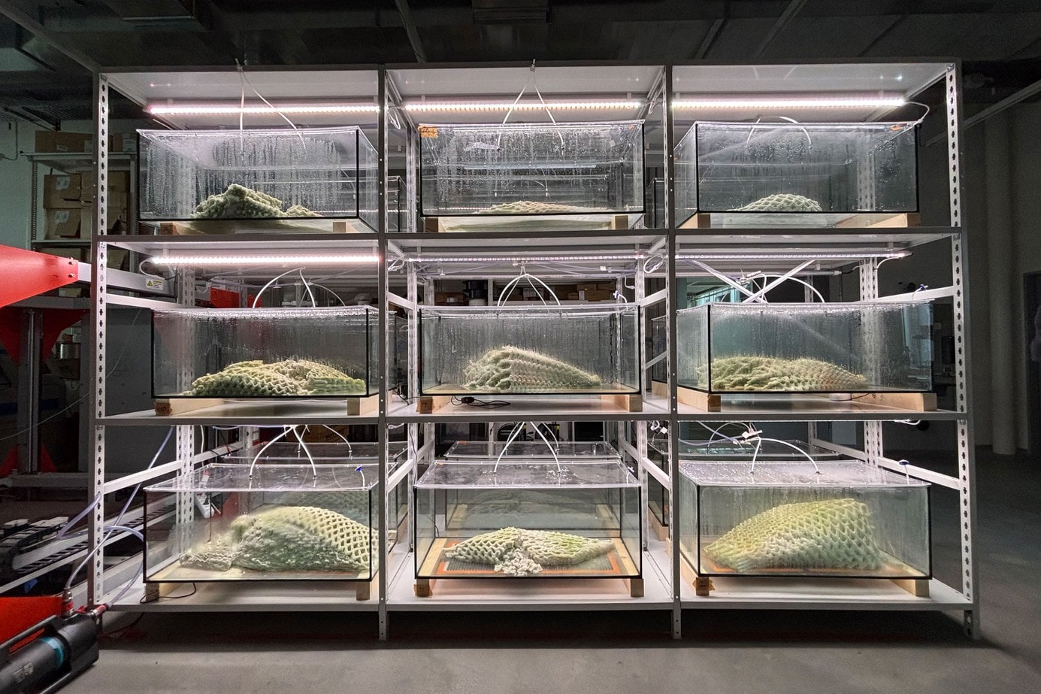 A new living material grows in sunlight and could change the way buildings are constructed.