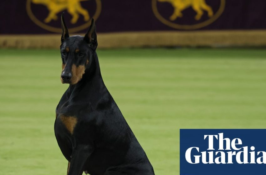  Doberman named Penny takes Westminster’s best in show as Catherine O’Hara honored | Westminster Dog Show